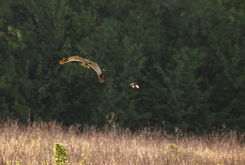 Акелла промахнулся, или За двумя "зайцами" не угнаться... / Болотный , или Камышовый лунь (Circus aeruginosus). В момент атаки дрозд и жёлтая трясогузка рванули встречными
курсами. Тут ещё не понятно, кто на кого нападает: в период высиживания и вскармливания птенцов дрозды весьма агрессивны.