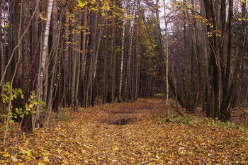 Осенний лес в окрестностях платформы "43 км" (Горьковское направление) / Осенний лес в окрестностях платформы "43 км" (Горьковское направление)