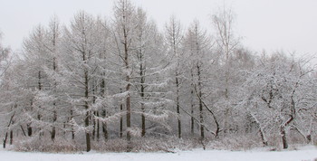 Зима в лесу. / Зимние зарисовки.