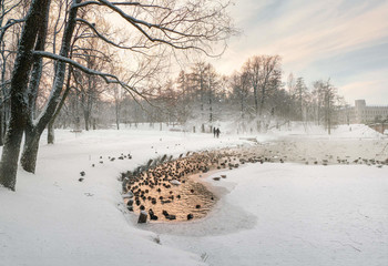 Зимняя Гатчина. / Январские морозы в Дворцовом парке. Гатчина. 2021 год.
