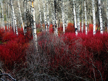 &nbsp; / Aspen and Red Twig