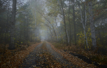 Полусумрак туманного леса / Осень 2020,