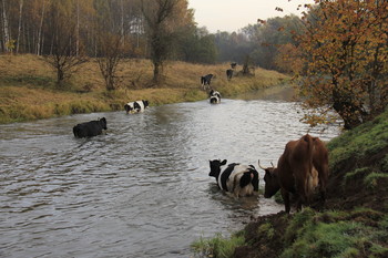 Коровий брод / Организованный поход коровьего стада за едой. Золотая осень и все ближайшие поля уже съедены. Приходится идти через реку вброд.
