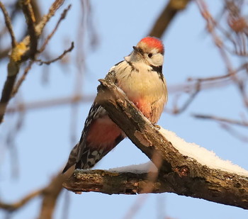 Позирует! / Средний пестрый дятел