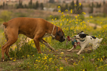 &nbsp; / Jugando las mascotas.