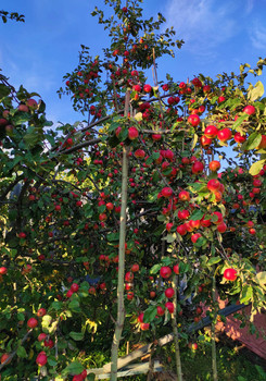 Чудесный урожай / Небывало щедрый урожай в саду у родителей)))