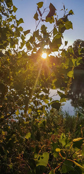 Лучик уходящего солнышка / Летний закат в листве над прудом