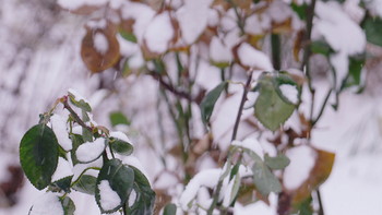 Первый настоящий снег / Первый настоящий снег идёт вторые сутки и не тает.Лёг на ветки деревьев,кусты роз и землю.Ночью стало очень светло. Всё таки зима пришла в Крым!