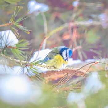 Похолодало / Крещенские морозы