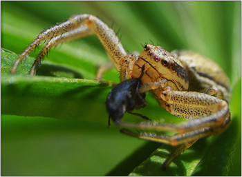 Грусть-тоска. / Класс Паукообразные (Arachnida). У большинства представителей 4 пары ног. Первая пара ротовых конечностей (хелицеры с ядовитыми железами. Почти 40 000 видов, из них 3000 в Европе.