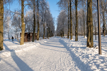 аллея / зимой в парке