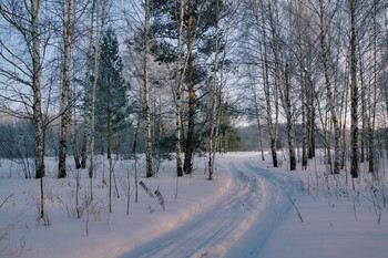 Морозным днём. / Томская область.