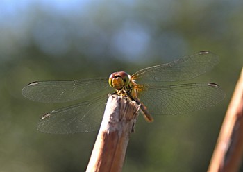 На подзарядке. / " " "