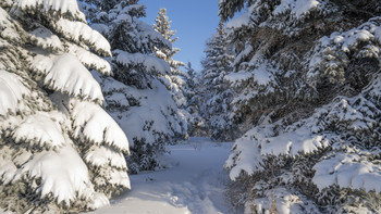 Елочки. / Елочки.