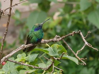 Южноамериканская колибри / Маленькая птичка, быстро летает, зависая в воздухе и высматривая, где есть чем поживиться.