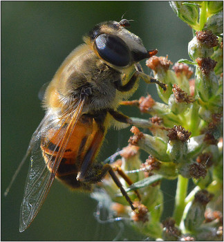 Вдыхая аромат полей. / Фотографируя насекомых нужно постараться показать их повседневную жизнь.