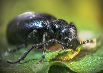 &nbsp; / Майка черная, или Майка обыкновенная (Meloe proscarabeus) – жук из семейства Нарывники (Meloidae)