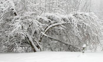 Красота зимы. / Дерево.