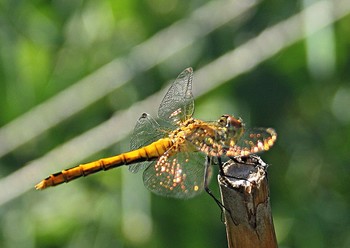 как жар горя... / когда не в фокусе тоже красиво.