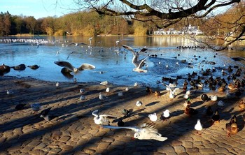 Außenmühlenteich Hamburg / Птицы на озере
https://www.youtube.com/watch?v=0axD9DZxNYw
https://www.youtube.com/watch?v=I5oFEUlDr2s
https://www.youtube.com/watch?v=CAeNjlhBcFc
https://www.youtube.com/watch?v=b5vziYLabQ4
 https://www.youtube.com/watch?v=WnAX2MIXXMs
https://www.youtube.com/watch?v=Ms1GfBntMoE
https://www.youtube.com/watch?v=TlOzgXCP1pg
https://www.youtube.com/watch?v=jbG7j-3WUNs