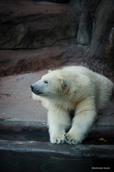Белый медведь / Белый медведь