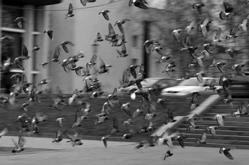 Птичий переполох / Театральную площадь нашего города давно облюбовали голуби, здесь всегда много народу и всегда есть чем поживиться прожорливым птицам