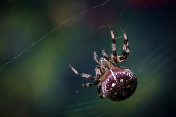 Ткач за работой / ***