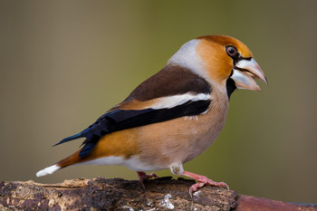 &nbsp; / aufgenommen an einem Futterplatz im Wald