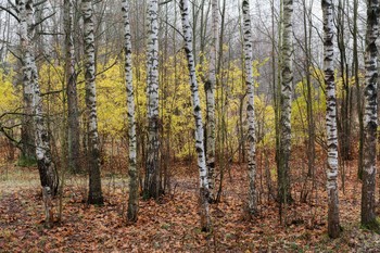 Последние краски осени. / Невский лесопарк. Конец ноября.