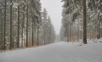 Утро после снегопада / В заснеженном лесу