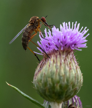 &nbsp; / Желтоспинный комар-толкунчик (Empis stercorea)