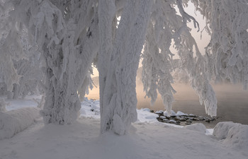 Сибирская зима. / Снег и морозный иней украсили деревья на берегу Енисея.