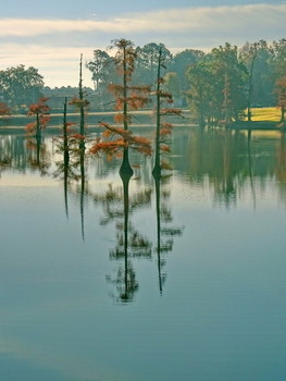 Чистая пятница / болотные кипарисы, Луизиана, США