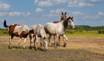 Друзья / Деревня,утро