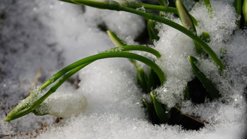 Подснежники под снегом / Снег выпадает,тает,снова идёт...Завтра февраль...