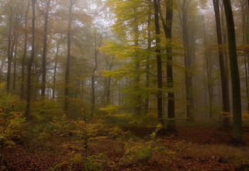 Уходящий туман . / Утренний осенний лес .