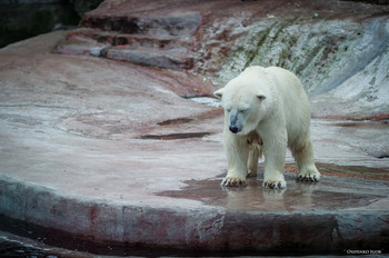 Белый медведь / Белый медведь