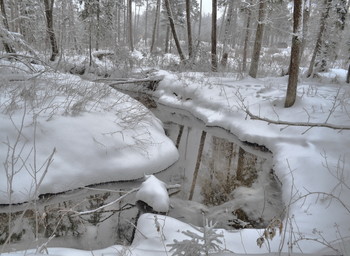 Зимний лес после снегопада / Подмосковье