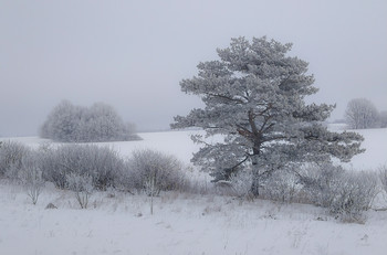 морозное утро / морозное утро