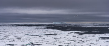 Ледяной простор / Антарктика. рейс 2020-2021 в Антарктиду.