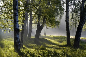 В утреннем парке...... / Петербург. Шуваловский парк. Июнь