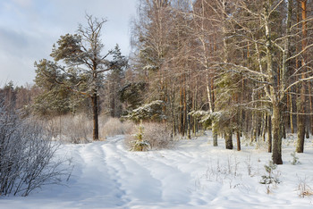 На опушке. / Февральские прогулки