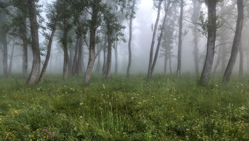 Седой туман укрыл дремавший лес.. / Сияла красота вся без изъяна, казалось все, как будто первозданным.