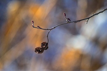 ...И вдруг повеяло весной... / ***