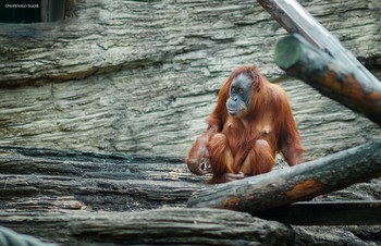 Orangutan / Orangutan