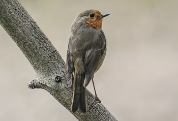 &nbsp; / МАЛИНОВКА-ЗАРЯНКА