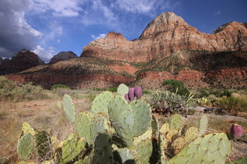 Дикий Запад / +++
