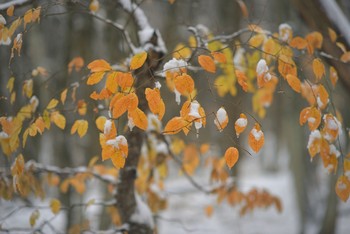 Первый снег / Уходящая осень