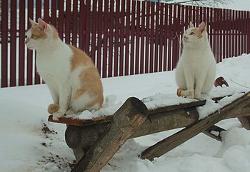 Что хотите предложить? / " " "