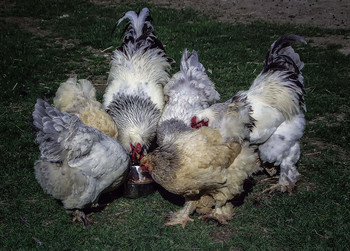 Семейка / за завтраком